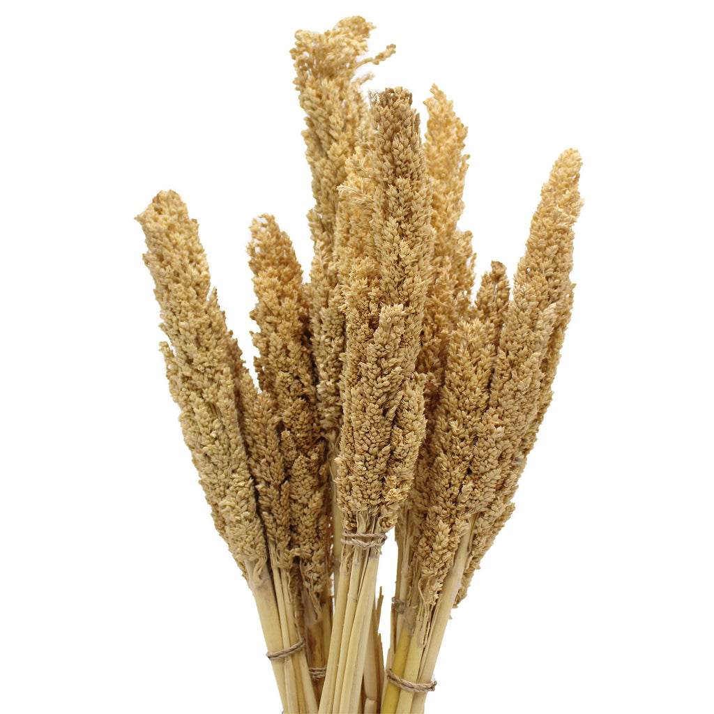 Bouquet de foin de Cantal - Naturel