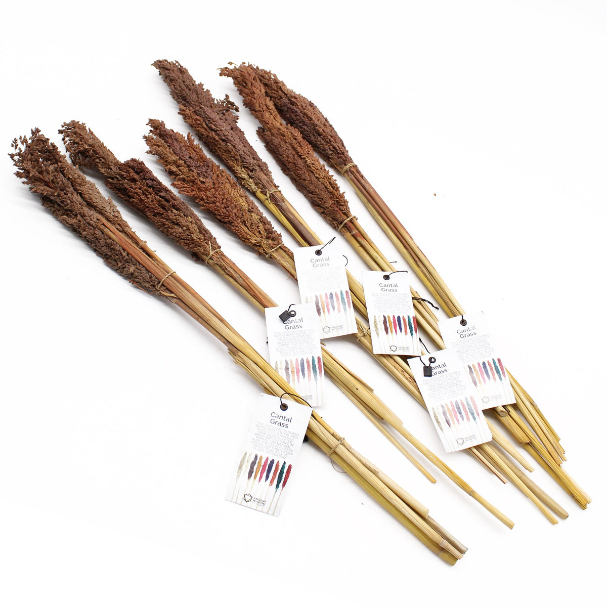 Bouquet de Cantalgrass - Chocolat