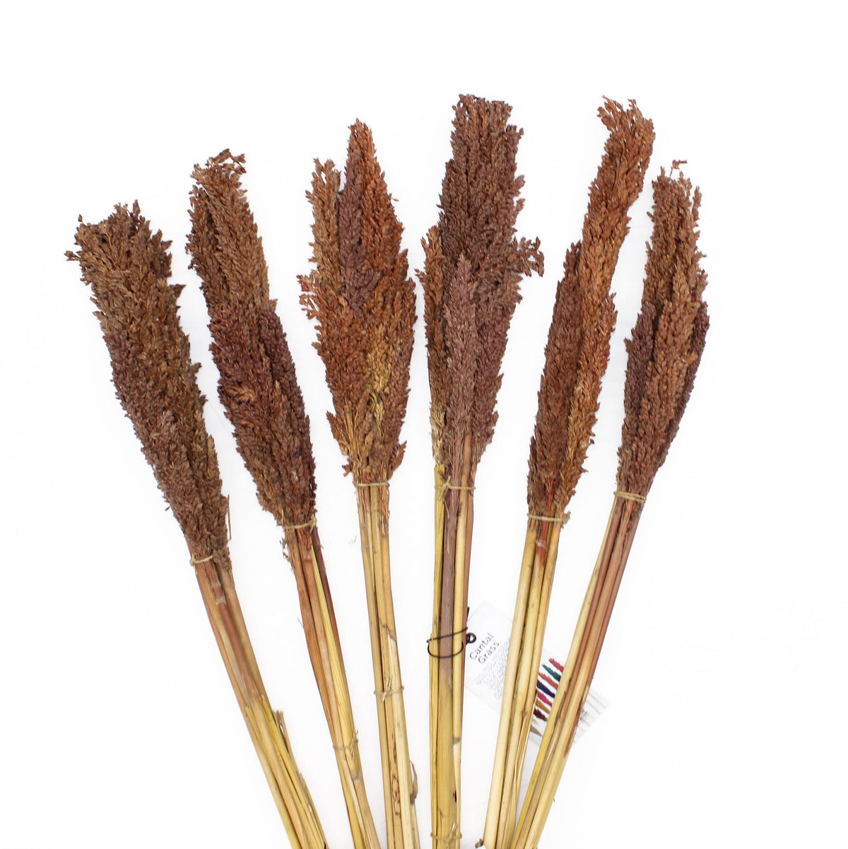 Bouquet de Cantalgrass - Chocolat