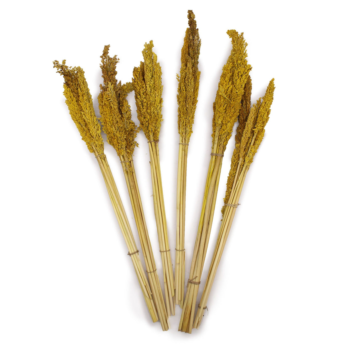 Bouquet de foin de Cantal - Ambre