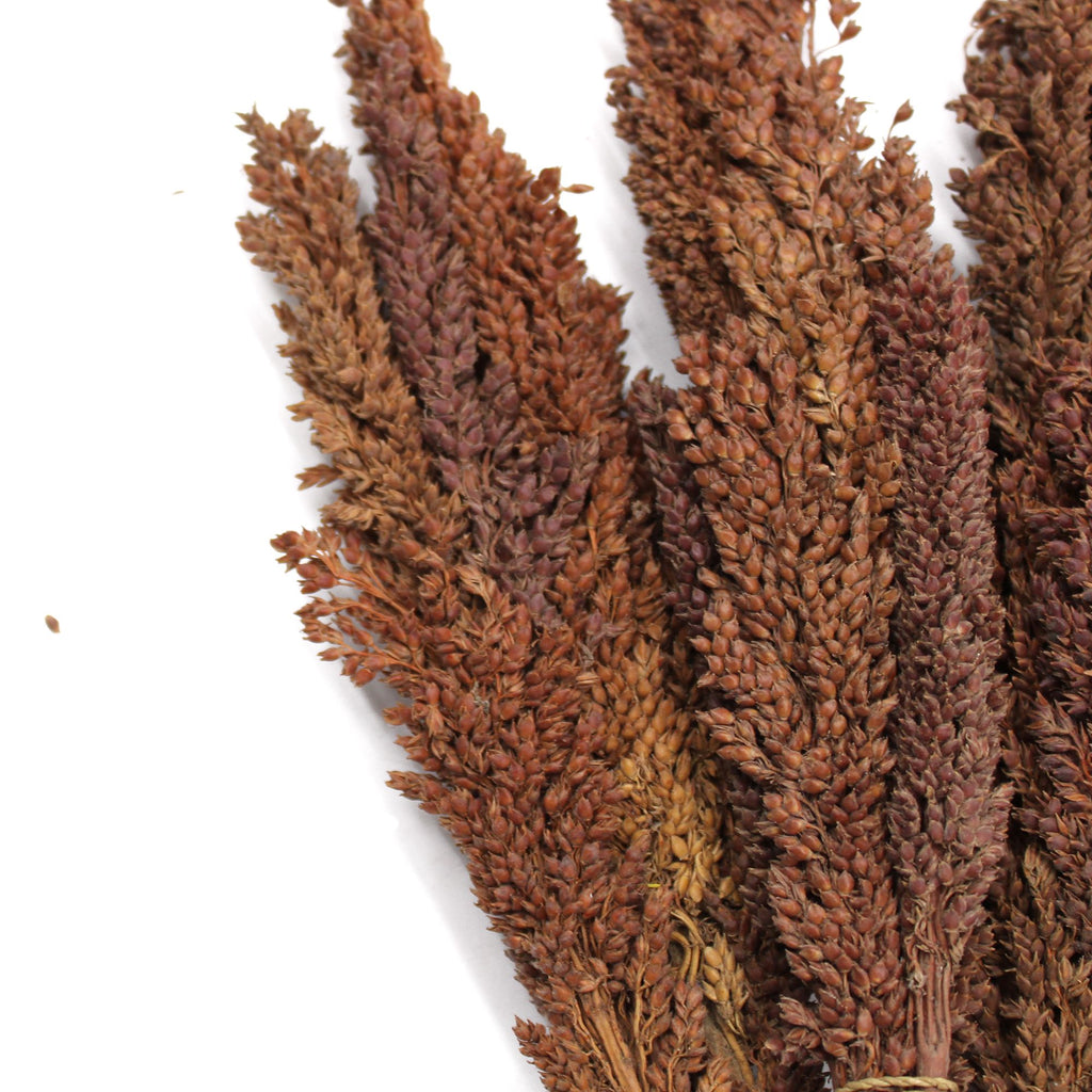 Bouquet de Cantalgrass - Chocolat