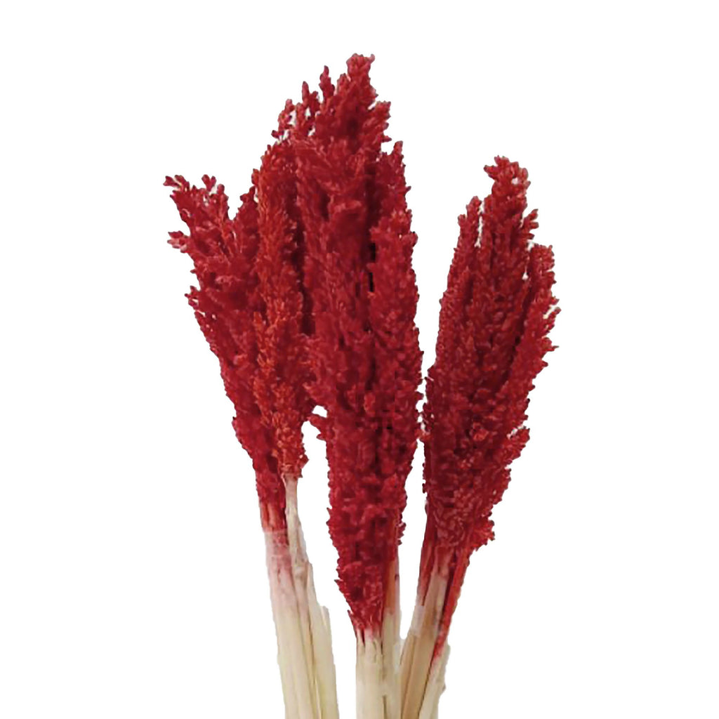 Touffe d'herbe de Cantal - Feu
