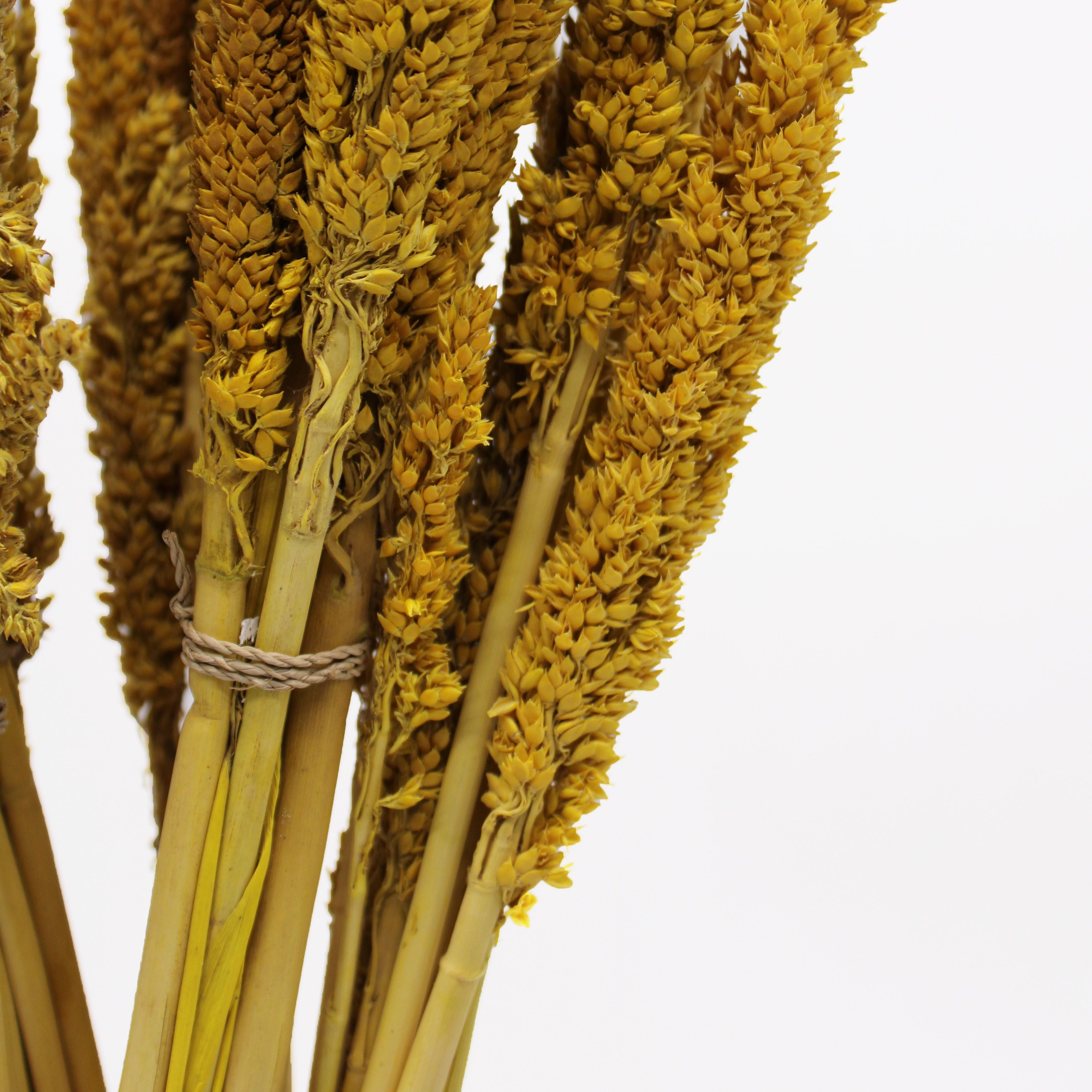 Bouquet de foin de Cantal - Ambre