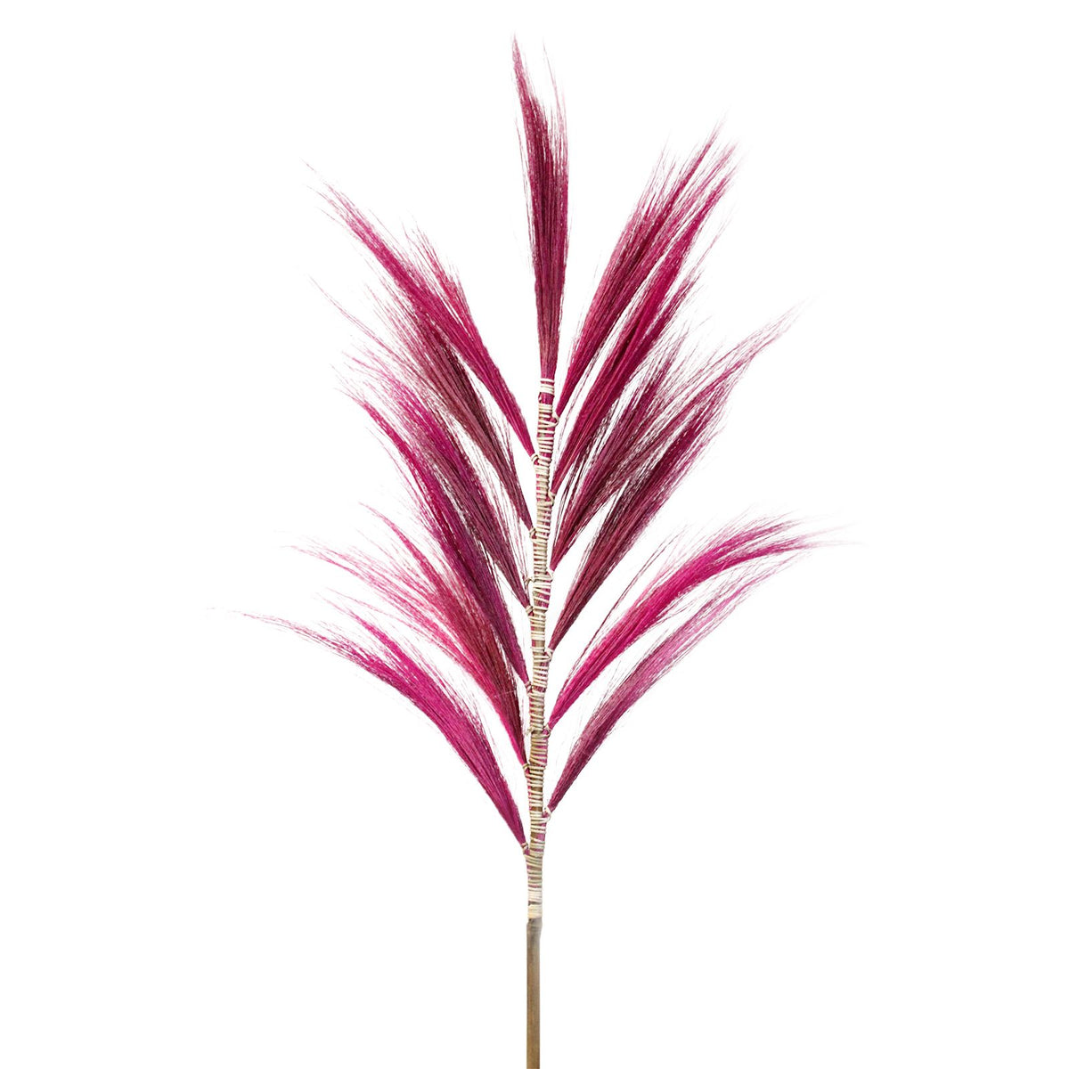 Palmier rose de Rayung - 1,6 m