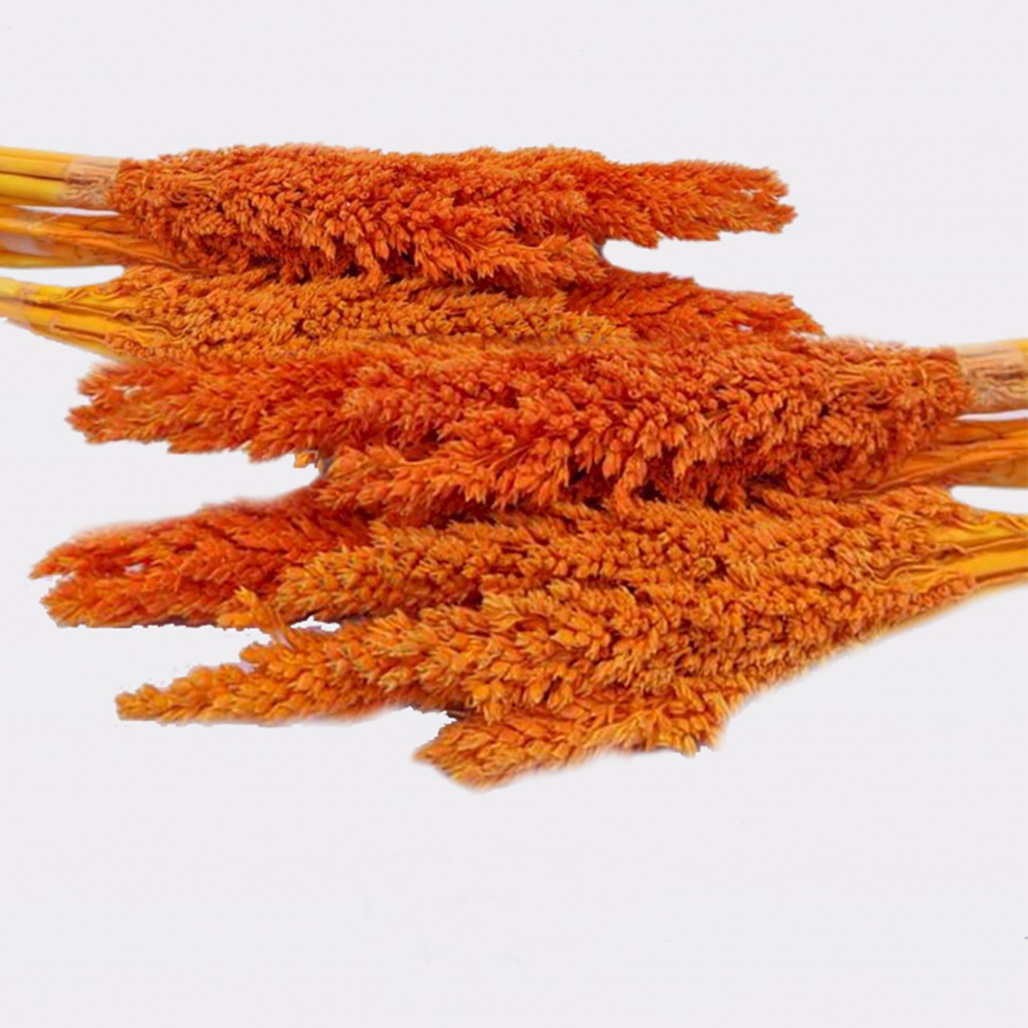 Bouquet de foin de Cantal - Orange