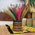Lot 4 - Genêt de la pampa - Naturel