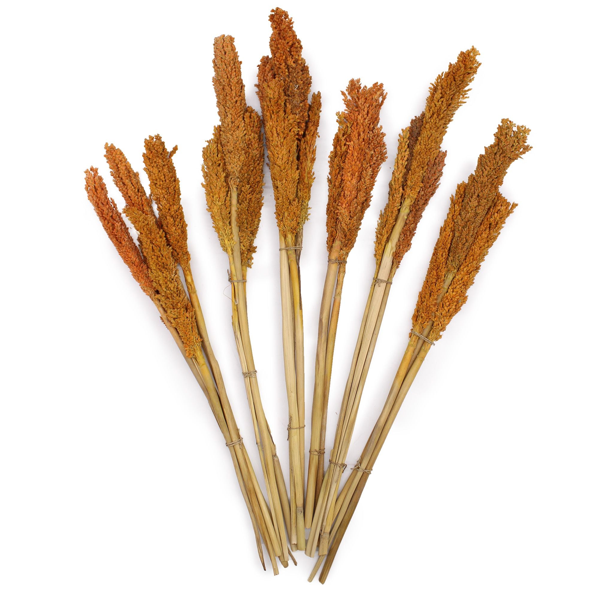 Bouquet de foin de Cantal - Orange