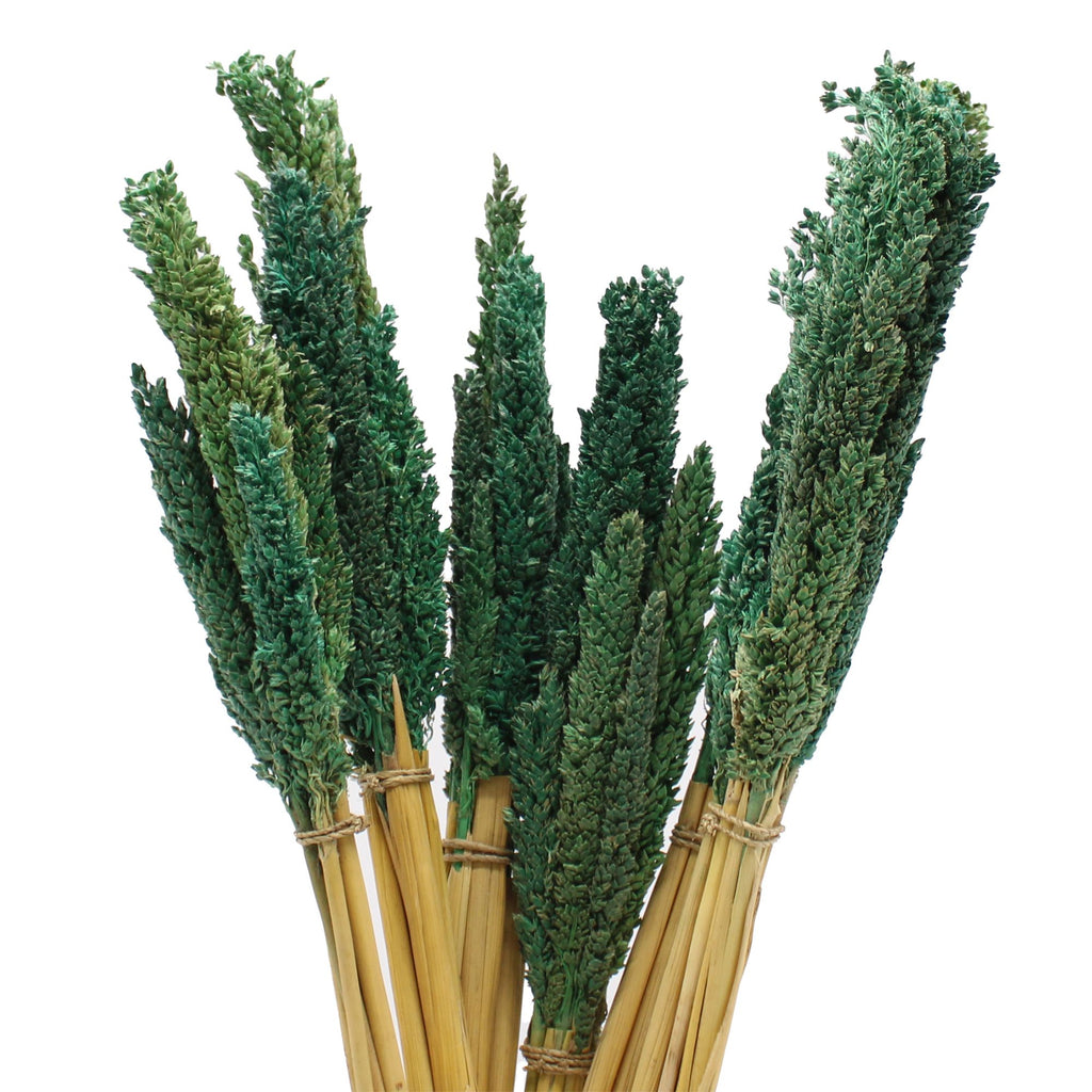 Touffe d'herbe de Cantal - Bleu Vert
