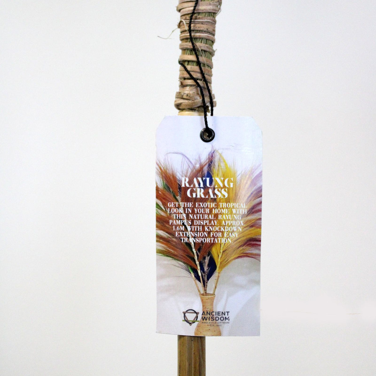 Lavande Palmier de Rayung - 1,6m