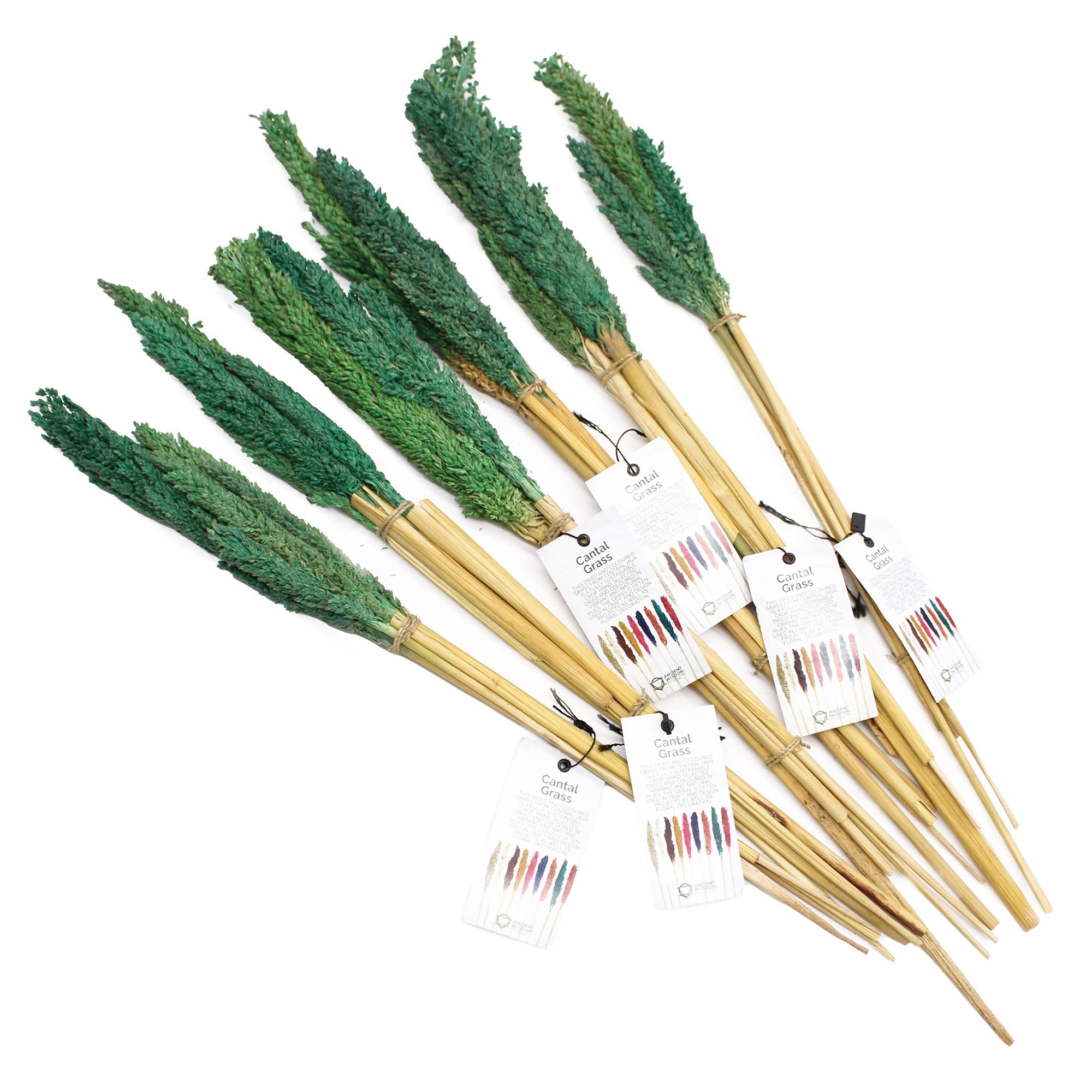 Touffe d'herbe de Cantal - Bleu Vert