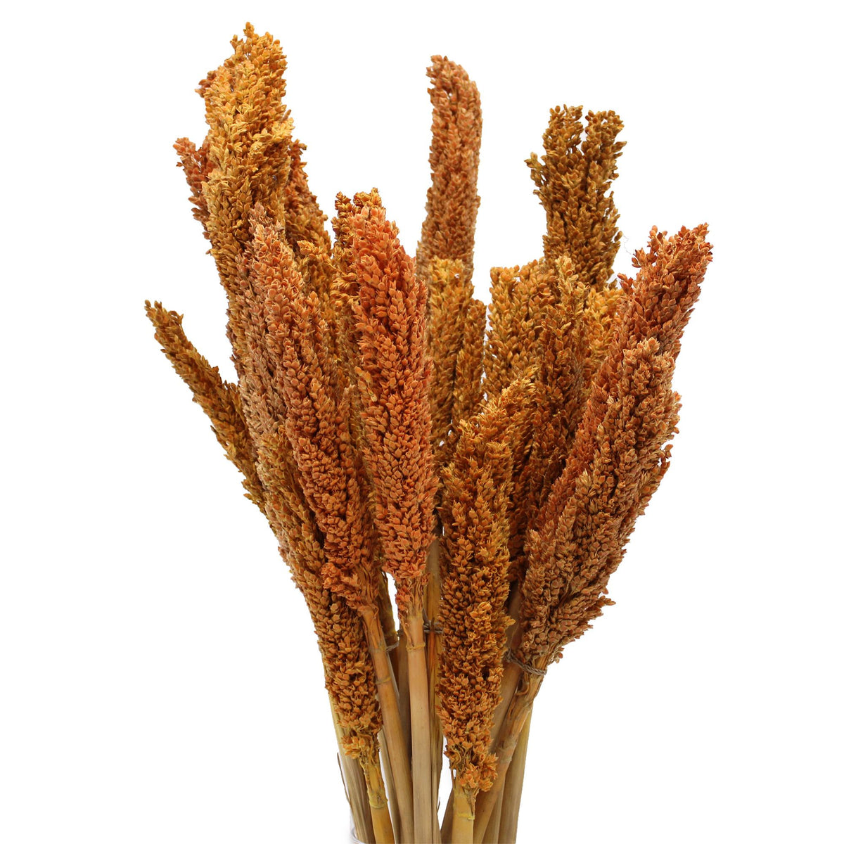 Bouquet de foin de Cantal - Orange