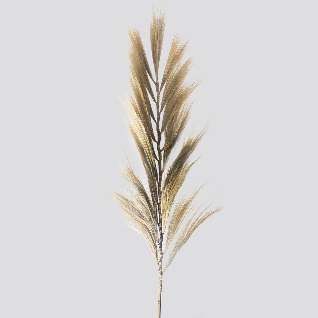 Palmier blond Rayung - 2 m