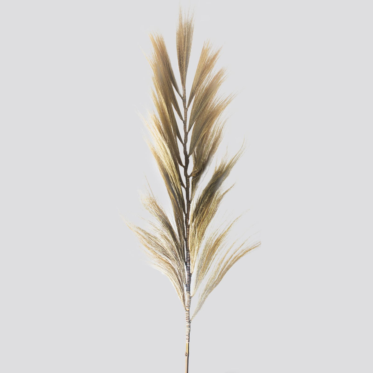 Palmier blond Rayung - 2 m
