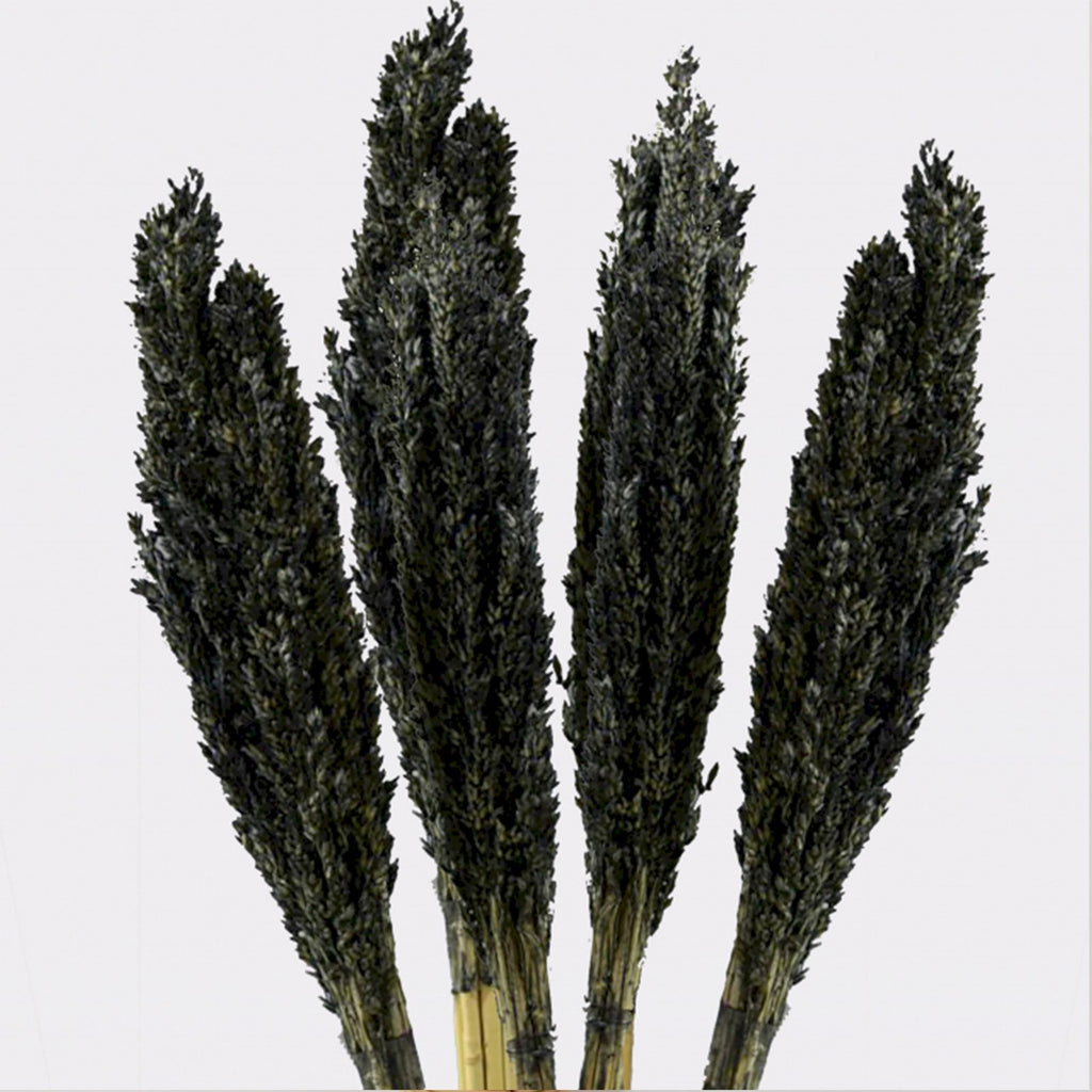 Touffe de foin de Cantal - Noir