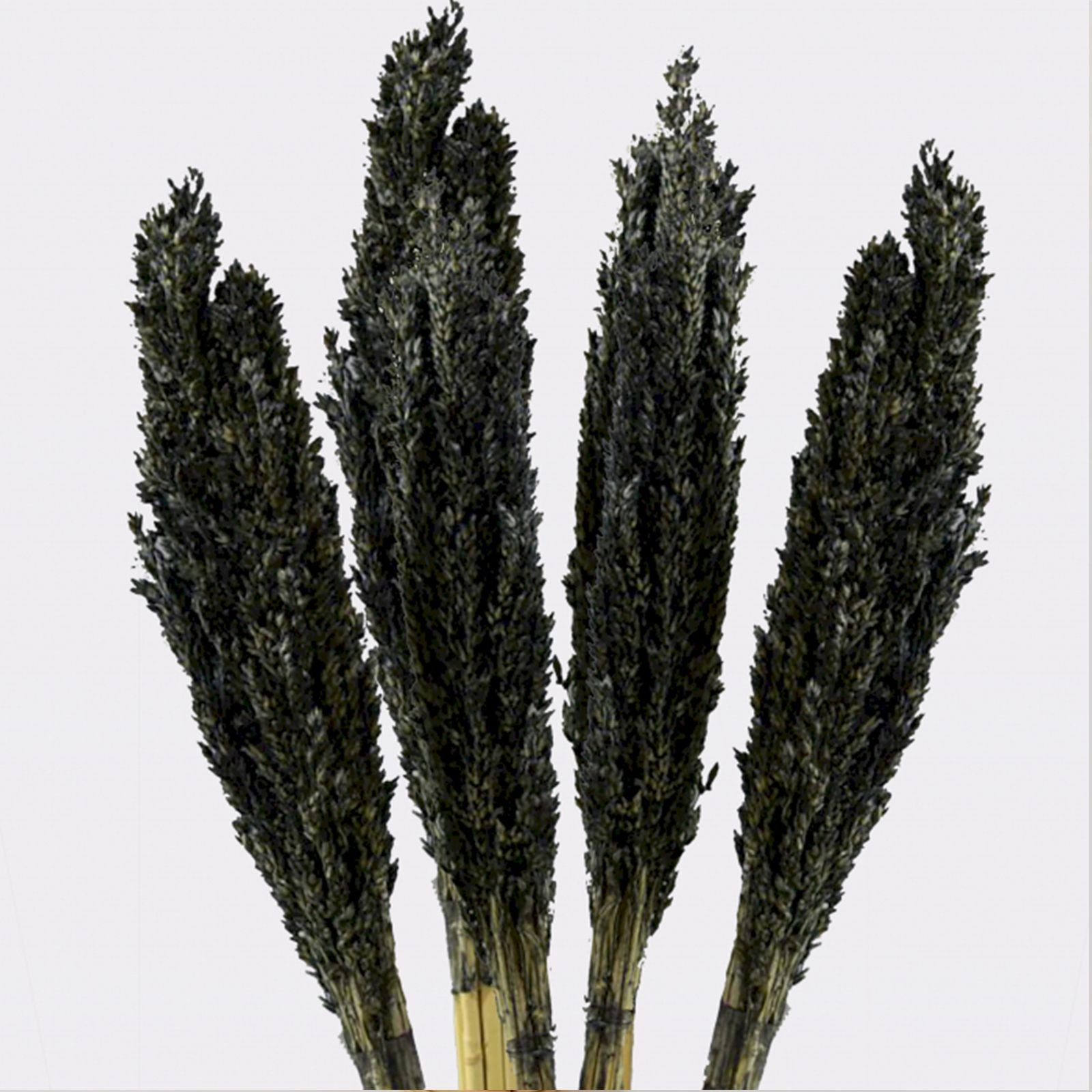 Touffe de foin de Cantal - Noir