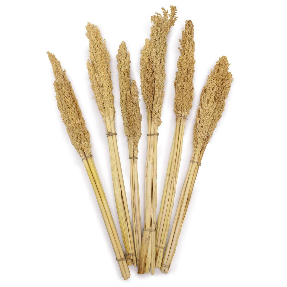 Bouquet de foin de Cantal - Naturel