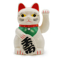 Chat argent - Blanc