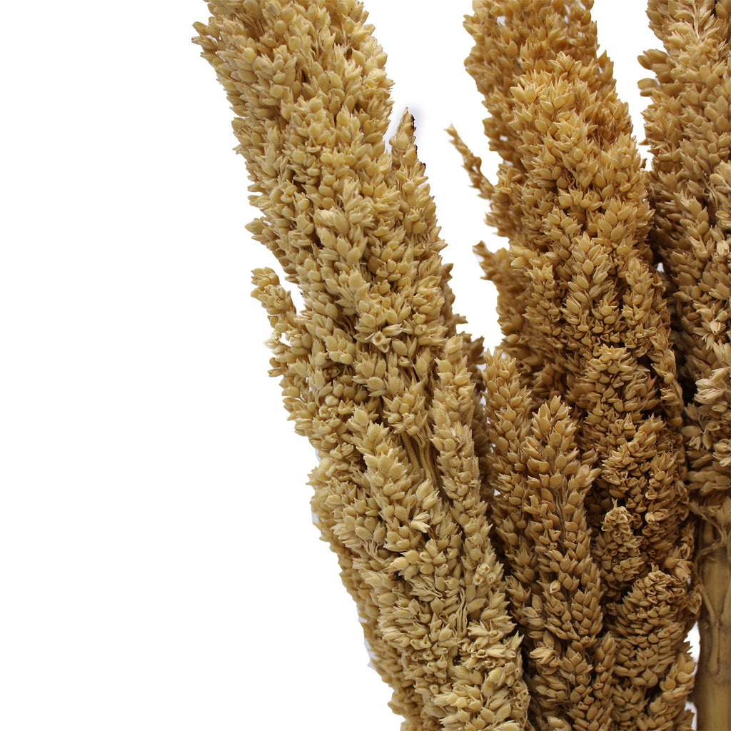 Bouquet de foin de Cantal - Naturel