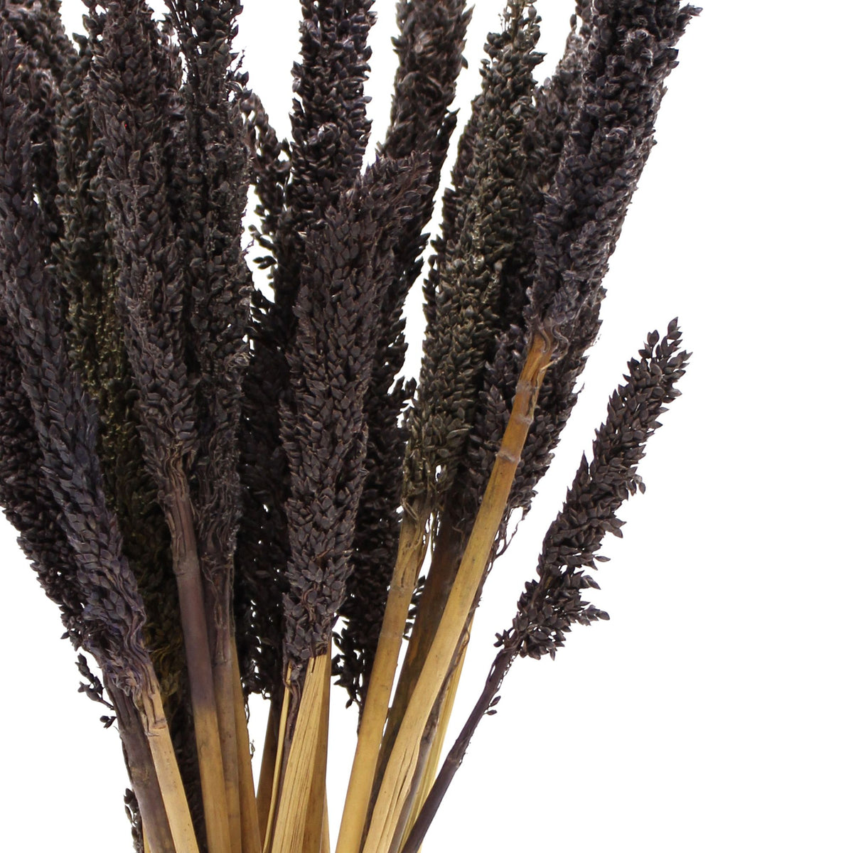 Touffe de foin de Cantal - Noir
