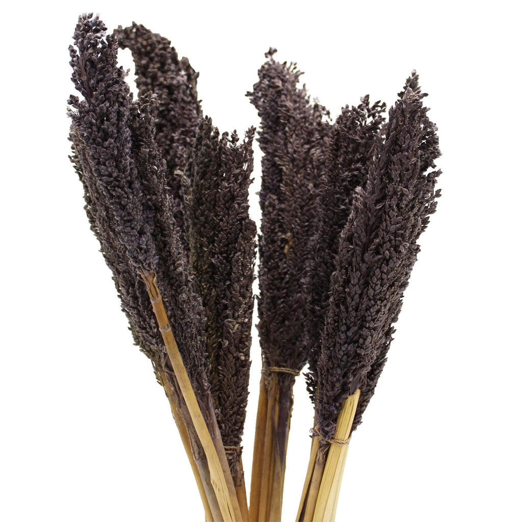 Touffe de foin de Cantal - Noir