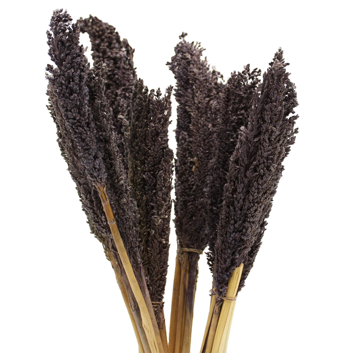 Touffe de foin de Cantal - Noir