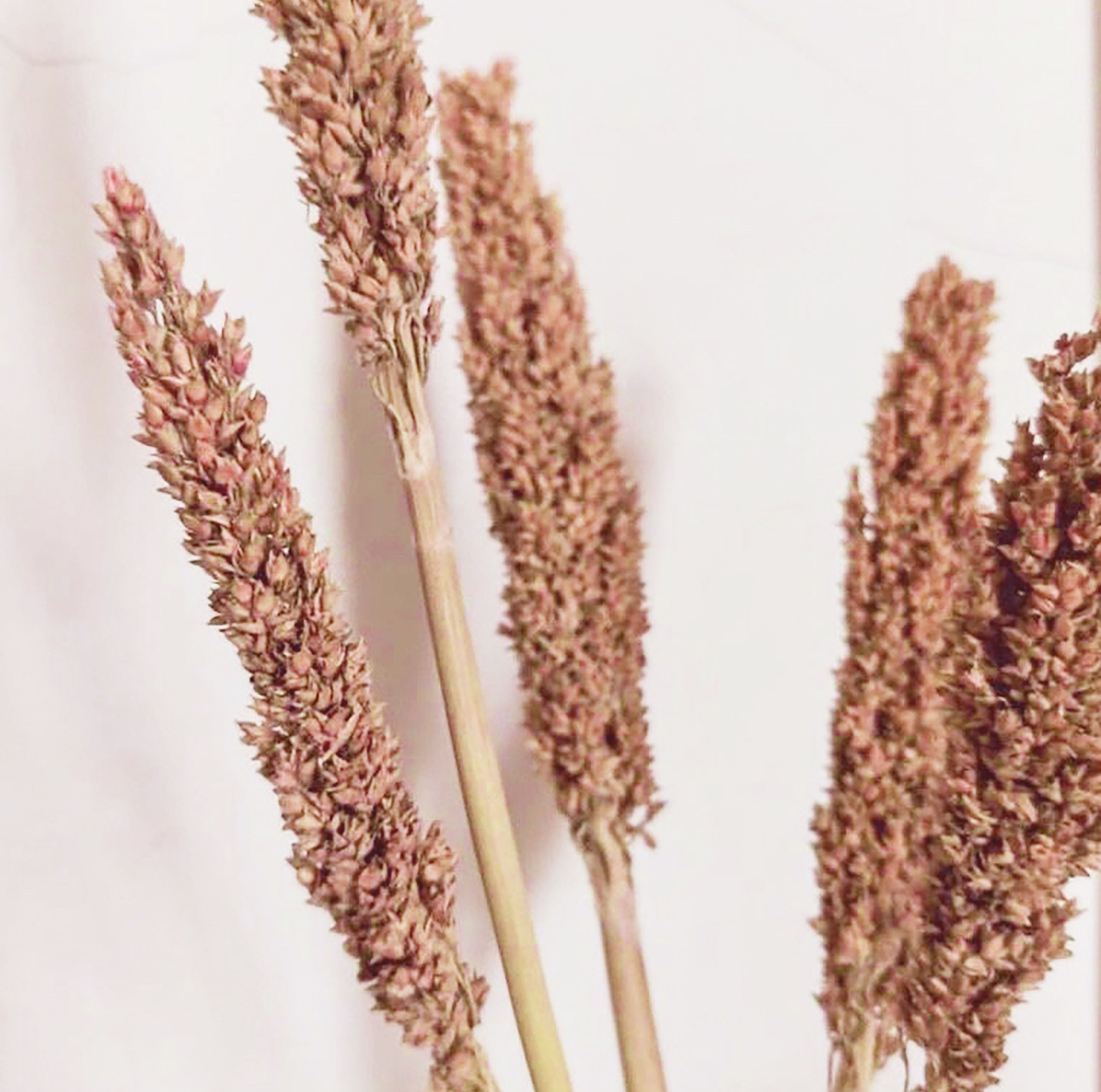 Touffe de foin de Cantal - Rouille