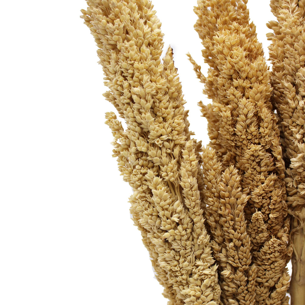 Bouquet de foin de Cantal - Naturel