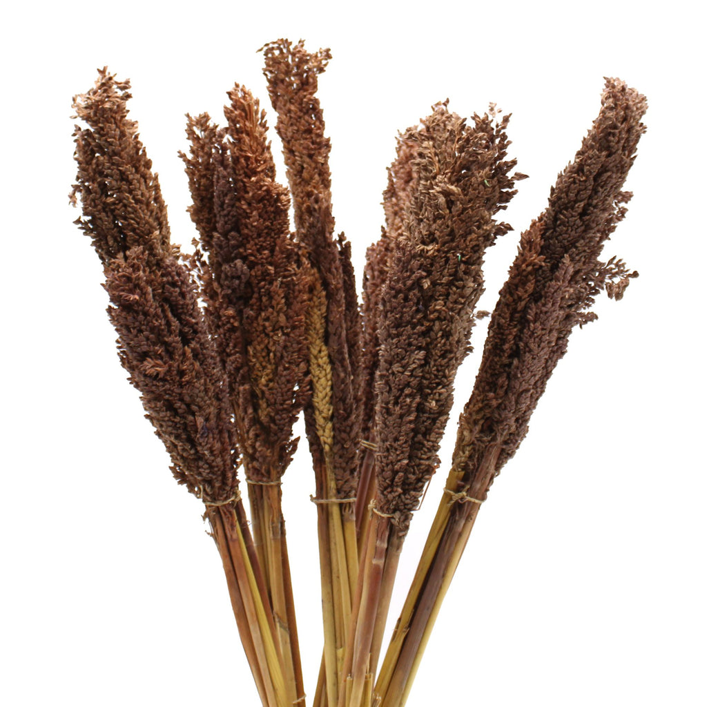 Bouquet de Cantalgrass - Chocolat