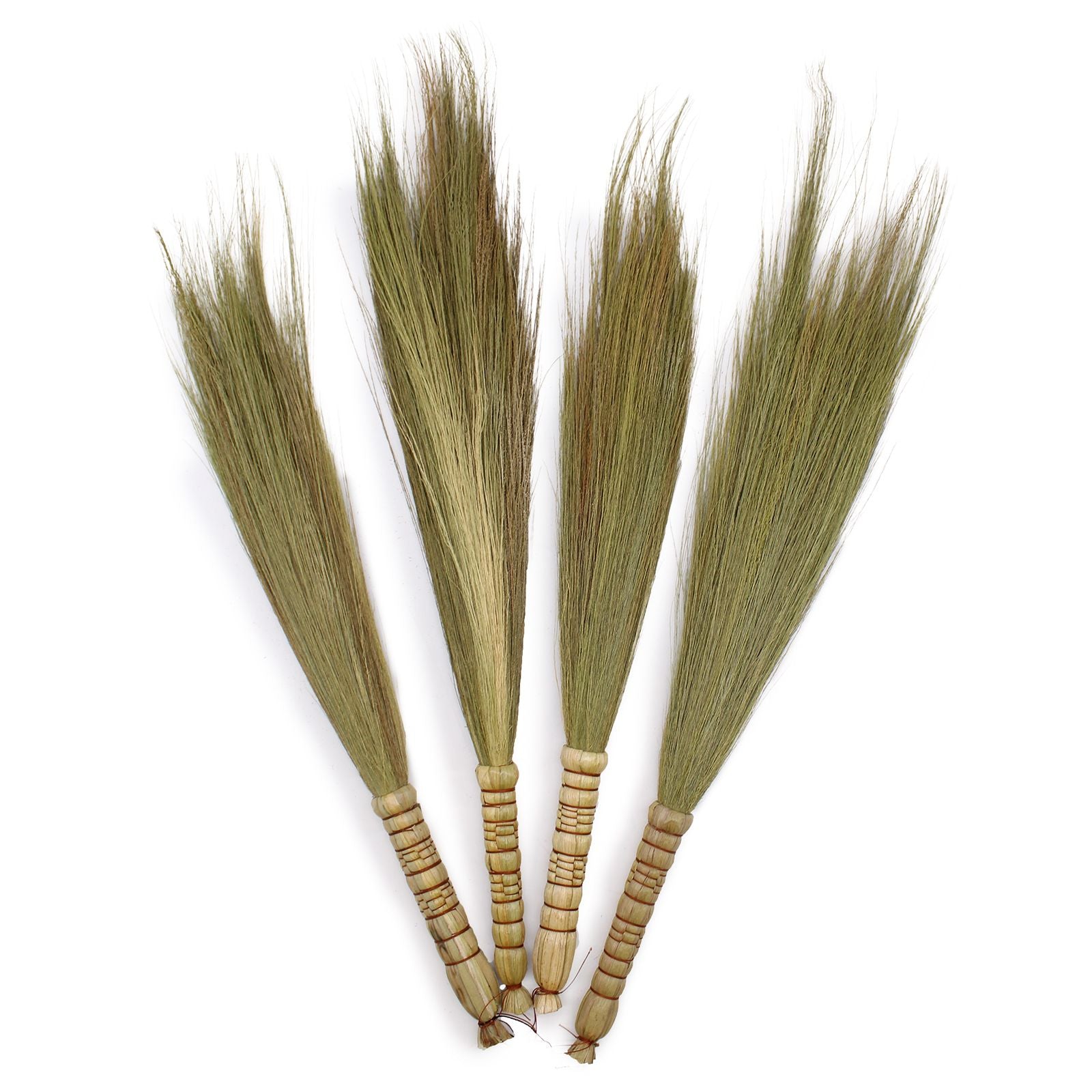 Lot 4 - Genêt de la pampa - Naturel