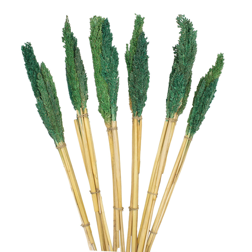 Touffe d'herbe de Cantal - Bleu Vert