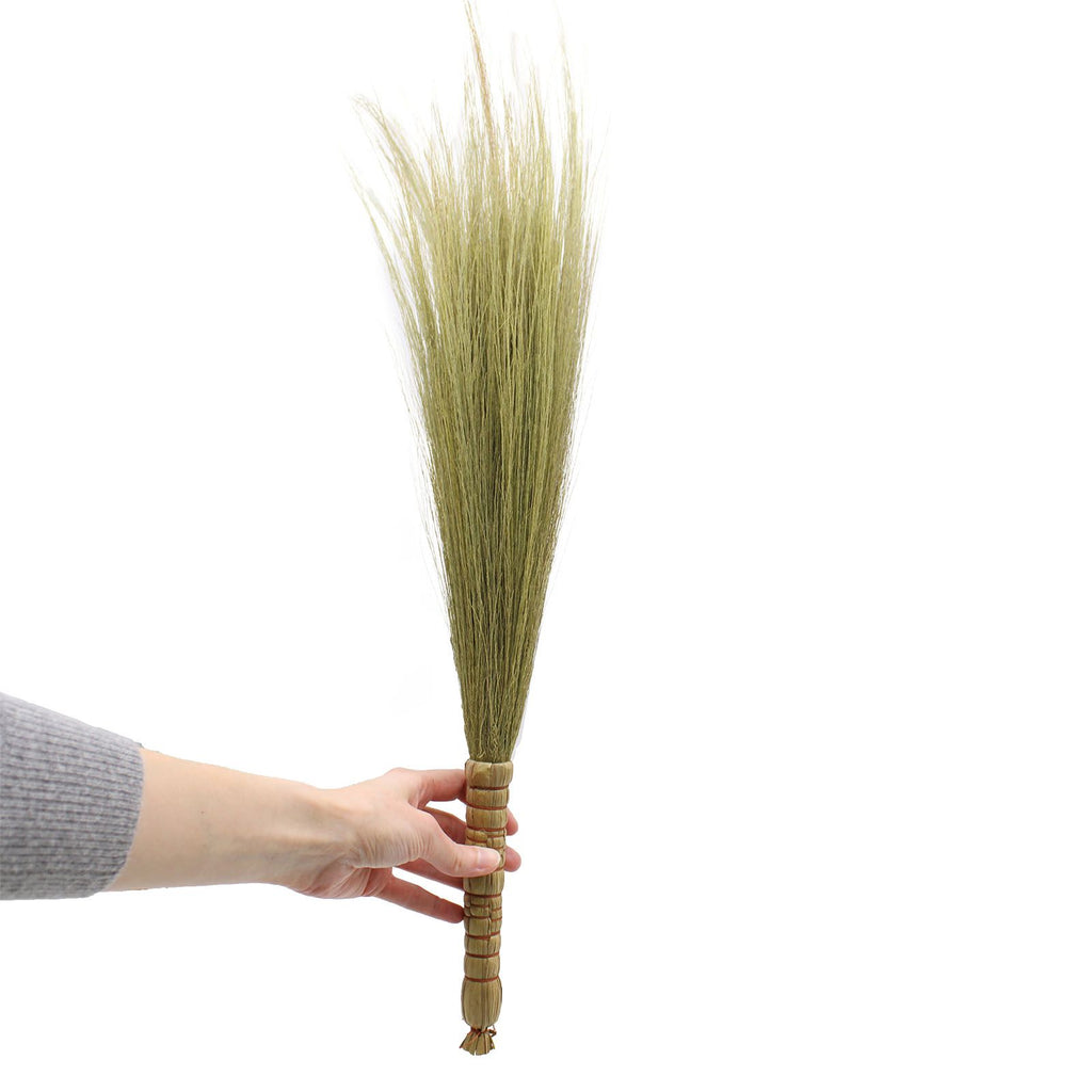 Lot 4 - Genêt de la pampa - Naturel