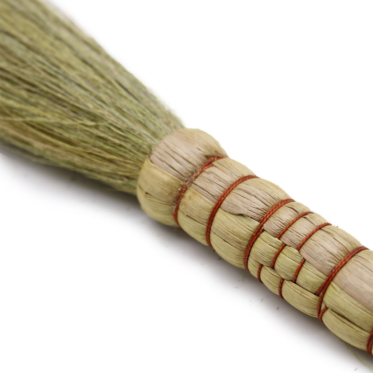 Lot 4 - Genêt de la pampa - Naturel