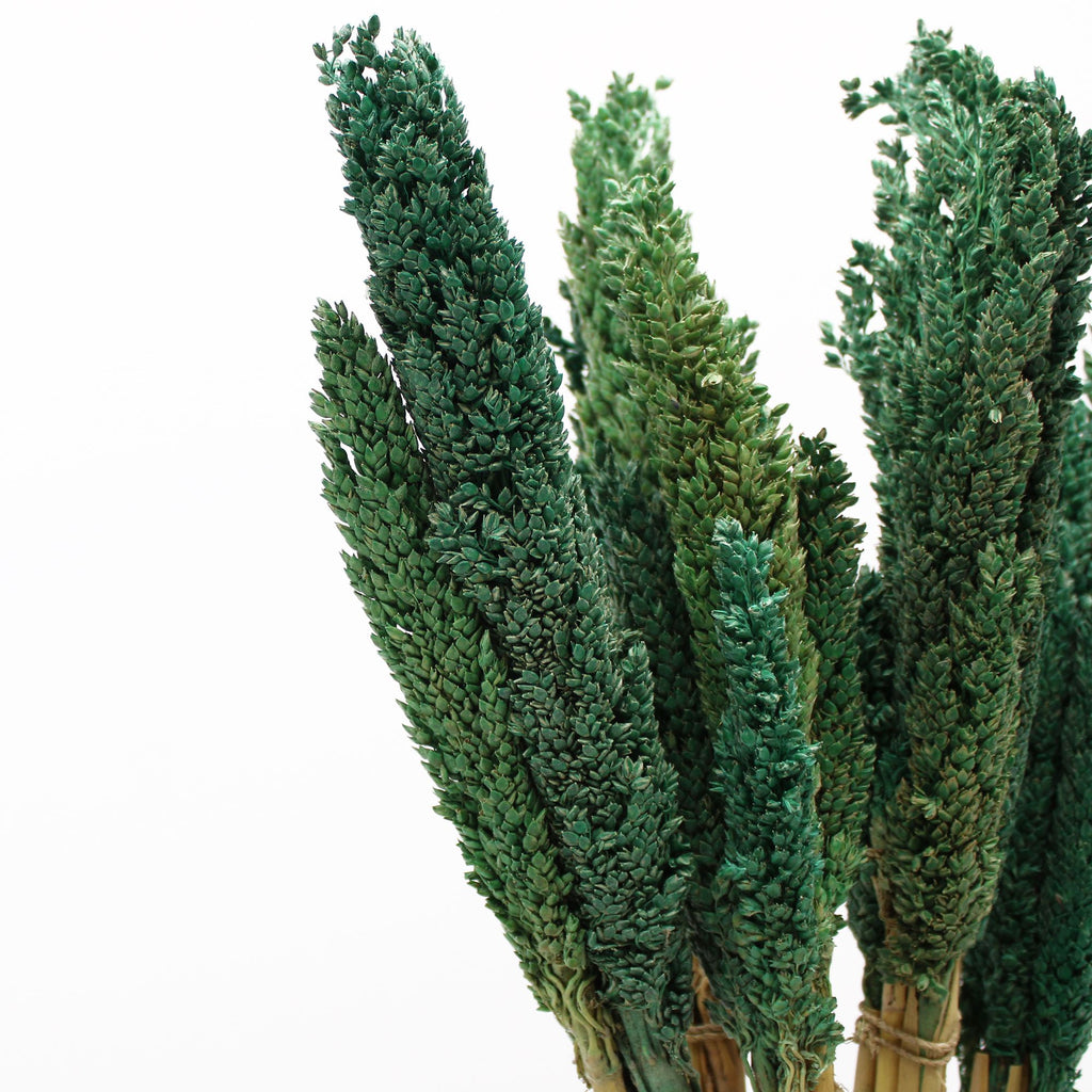 Touffe d'herbe de Cantal - Bleu Vert