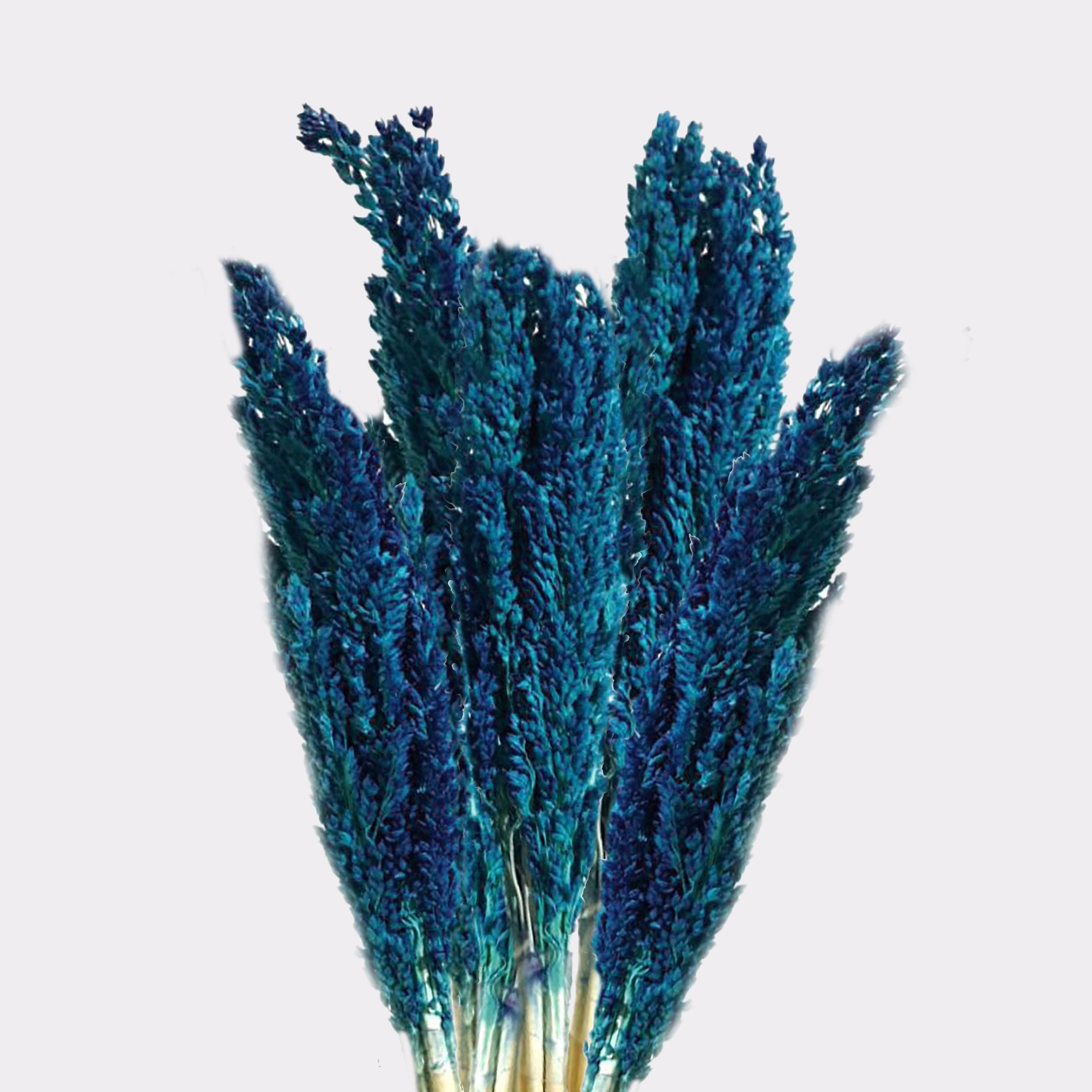 Touffe de foin de Cantal - Bleu