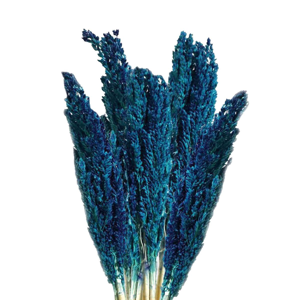 Touffe de foin de Cantal - Bleu