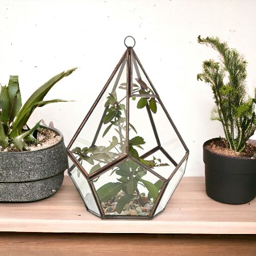 Terrarium en verre - Grand pentagone
