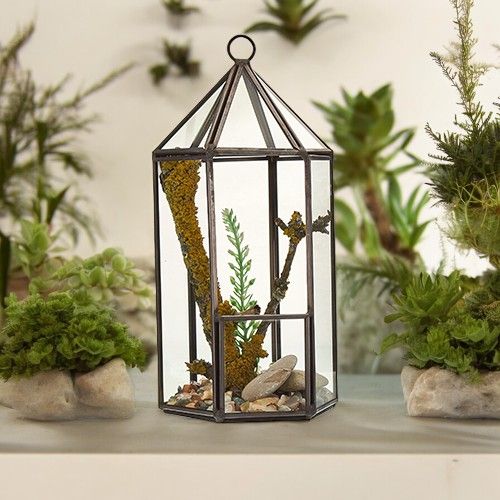 Terrarium en verre - Lanterne