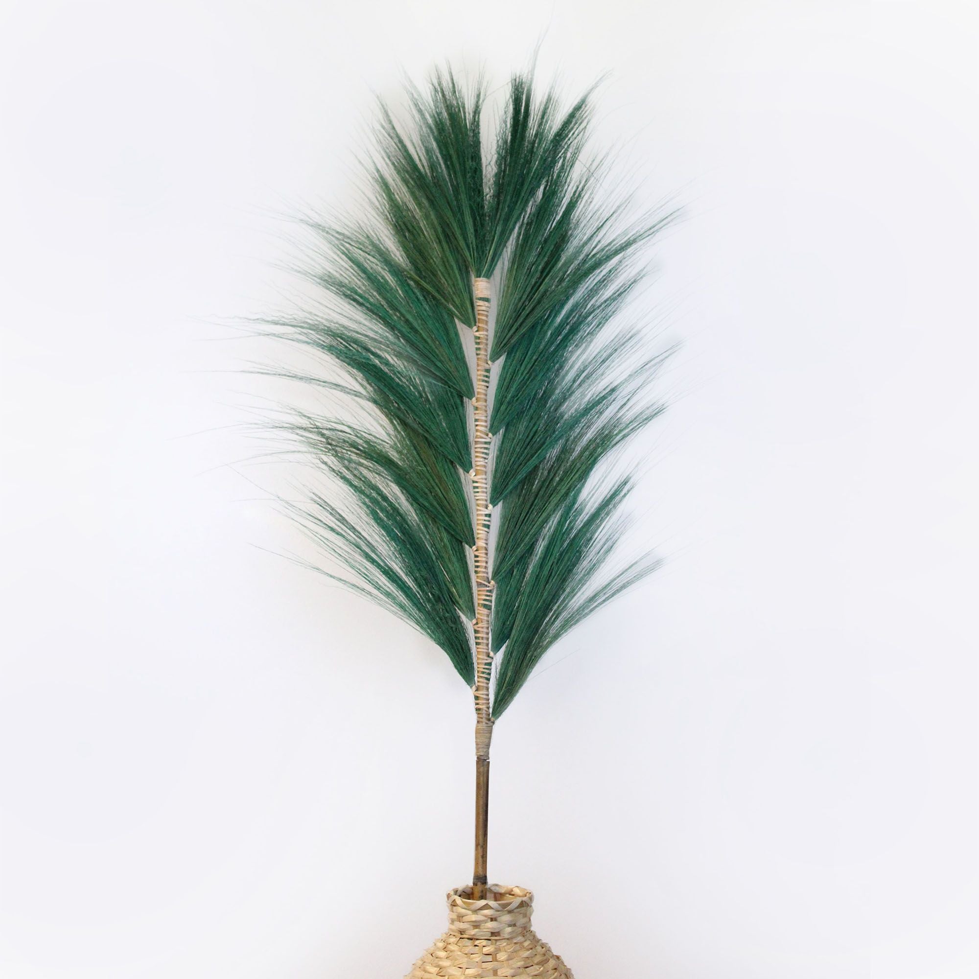 Palmera Verte de Rayung - 1,6 m