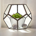 Terrarium en verre - Grand octogone