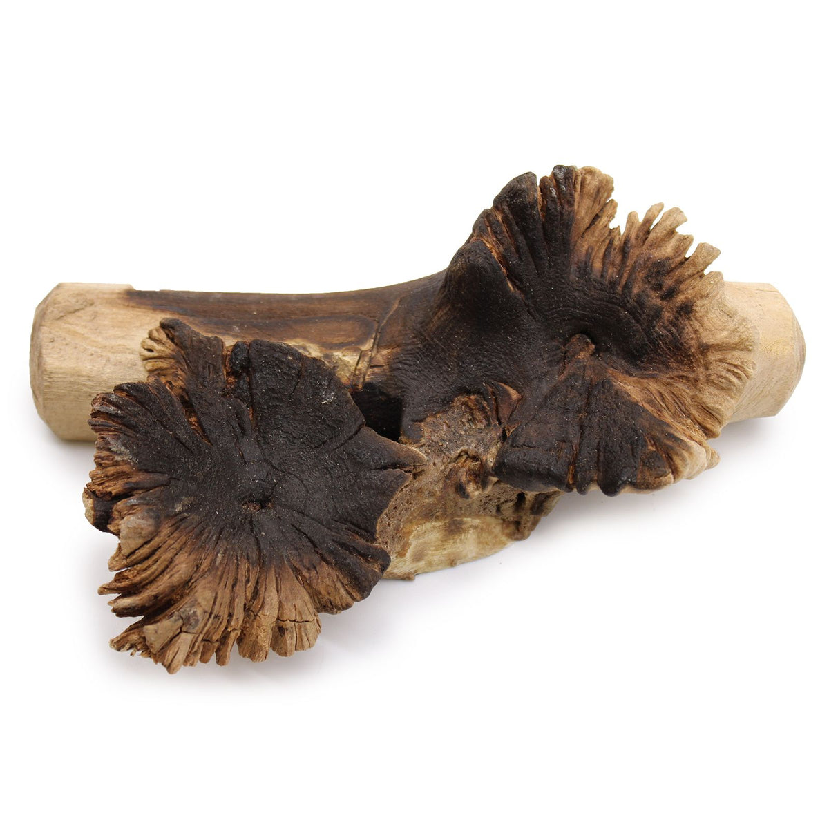 Verre fusionné sur bois parasite rare